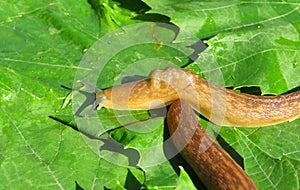 Slugs on green leaves, closeup