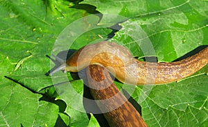 Slugs on green leaves, closeup