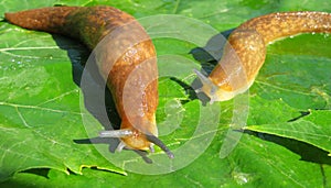 Slugs on green leaves, closeup