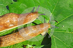 Slugs on green leaves, closeup