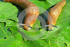 Slugs on green leaves, closeup