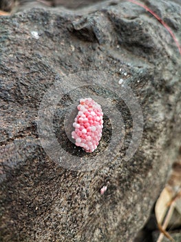 Slugs had their portrait on the rock.
