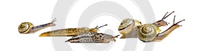Slugs, Limax maximus, and Snail, Capea Nemoralis, together