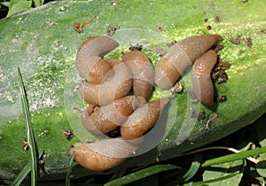 Slugs (molluscs of the gastropod class) on vegetable crops