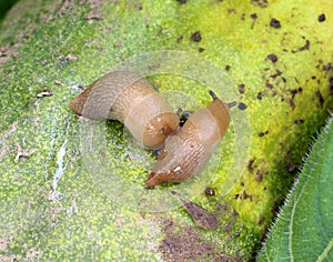 Slugs (molluscs of the gastropod class) on vegetable crops