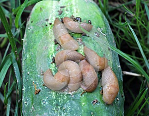 Slugs (molluscs of the gastropod class) on vegetable crops