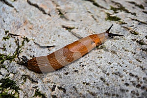 Slugs in motion, on tree stump.