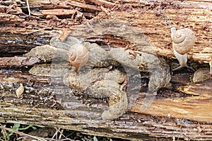 Slugs and Snail On Rotting Wood