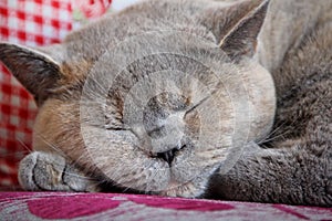 Slumbering cat