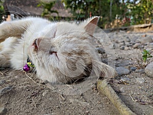 Slumbering Cat on the Groun