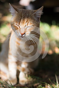 Slumbering red cat. Beautiful short-hair cat .