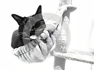 Slumbering Siamese, A Black and White Portrait of a Cat Sleeping in a Basket on a Cat Tree, White Background