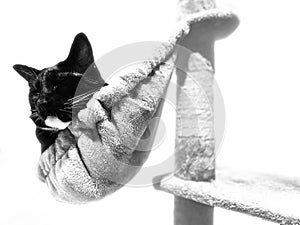 Slumbering Siamese, A Black and White Portrait of a Cat Sleeping in a Basket on a Cat Tree, White Background