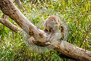 Slumped koala sleeping on a branch in Australia