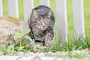 Sly cat sneaking into the yard through the fence to hunt birds