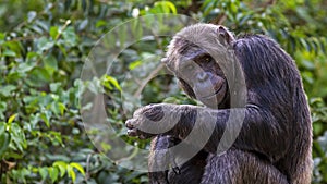 Sly chimpanzee looking into the camera