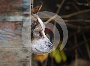 Sly dog funny peeking out of his booth in rainy weather