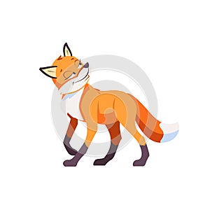 Sly Fox smiling ponders a plan of deception. Cartoon Vector illustration isolated on white background