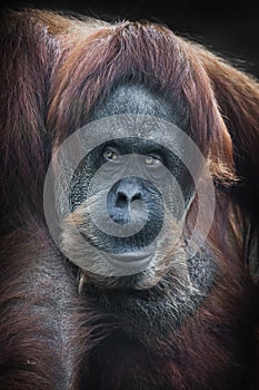 Sly orangutan red-haired orangutan displeased looking