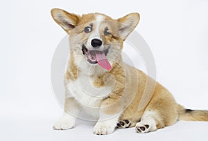 Sly puppy blinks an eye, welsh corgi photo