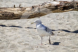 Sly seagull walks along the beach in search of food