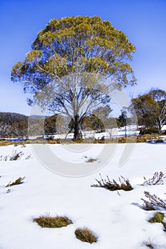 SM Blue Snow gum tree vert