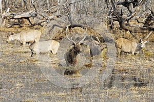 Smabar deer feeding in the water of Malik Talab, Rnathambore, India