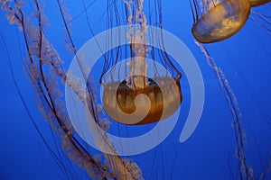 Smack of jellyfish in water
