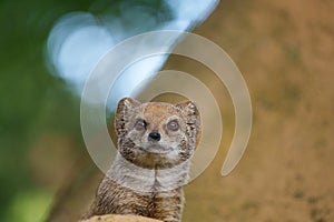 smal mongoose in a zoo