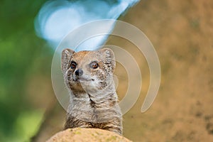 smal mongoose in a zoo