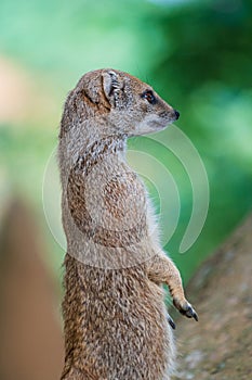 smal mongoose in a zoo