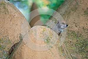 smal mongoose in a zoo