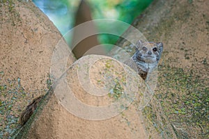 smal mongoose in a zoo