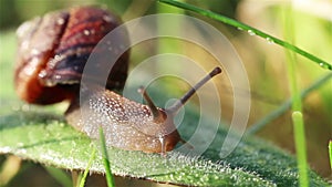 Smal snail glide on green leaf