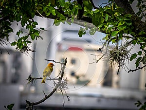 Smal yellow bird Male Orange-fronted Yellow Finch in a tree looking to the city - Cali, Colombia photo