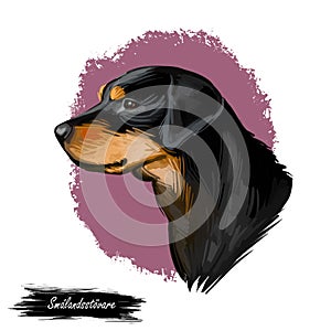 Smalandsstovare Smaland dog Swedish breed of dog digital art. Watercolor portrait of pet muzzle closeup, pet photo