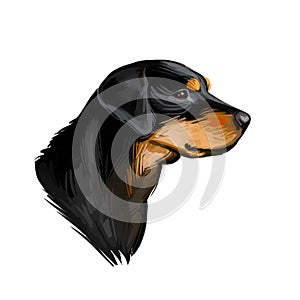 Smalandsstovare Smaland dog Swedish breed of dog digital art. Watercolor portrait of pet muzzle closeup, pet Scandinavian hound