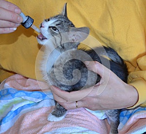 Small abandoned kitten being fed with a pipette with milk