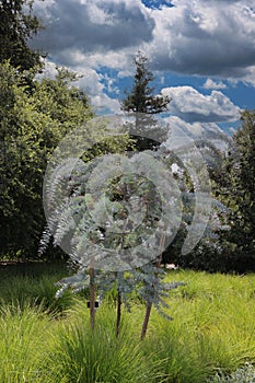 A small Acacia pendula, Weeping Myall, tree growing in tall grasses, in front of a row of trees in San Marino, California