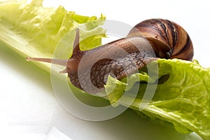 Small Achatina snail crawling on a lettuce leaf and eating grass, close-up, copy space, selective focus