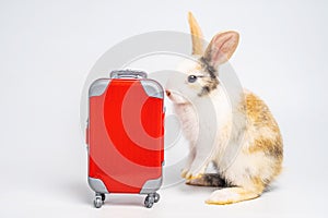 Small adorable bunny or rabbit traveler with red luggage with airplane, going on vacation. Travel concept on white background