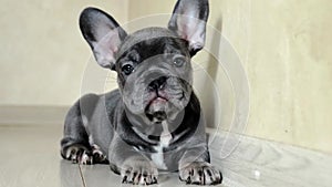 Small adorable french bulldog dog is sitting, looking at the camera, turning his head