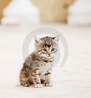 Small adorable kitten