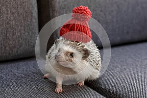 Small and adorable little African Pygmy Hedgehog with red hat