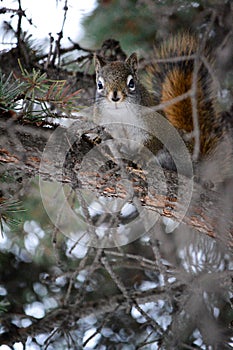 Small and adorable squirrel is perched on a pine tree, its tiny paws gripping the branches