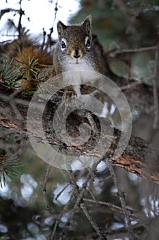 Small and adorable squirrel is perched on a pine tree, its tiny paws gripping the branches