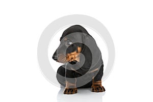 Small adorable teckel dachshund puppy looking to side