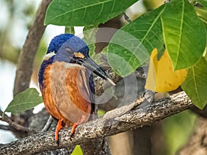 Azure Kingfisher