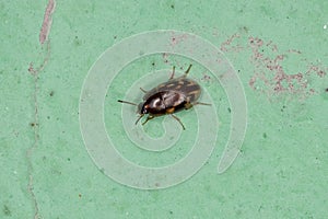 Small Adult Darkling Beetle