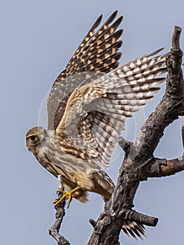 Small Adult Female Merlin